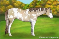 Horse Color:White Spotted Grullo Pearl Sabino
