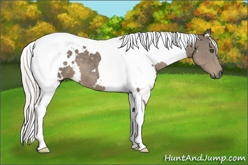 Horse Color:White Spotted Silver Smoky Black Tobiano 