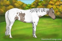 Horse Color:White Spotted Silver Smoky Black Tobiano