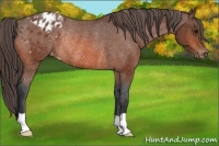 Horse Color:Bay Appaloosa Rabicano 