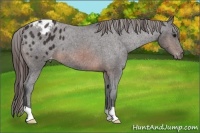 Horse Color:Brown Appaloosa 