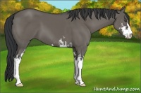 Horse Color:Grullo Sabino Frame