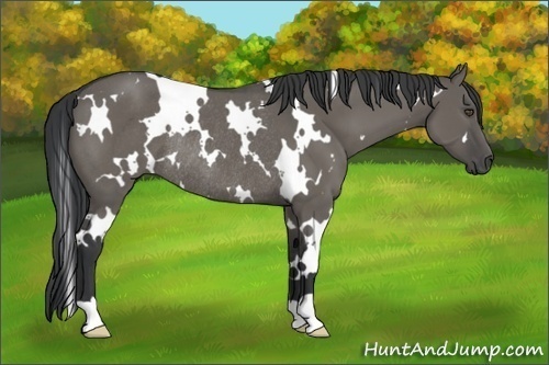 Horse Color:White Spotted Grullo Rabicano 