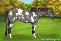 Horse Color:White Spotted Grullo Rabicano