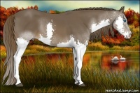 Horse Color:Liver Chestnut Splash 