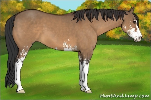 Horse Color:Bay Dun Sabino 