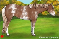 Horse Color:White Spotted Chestnut