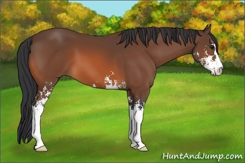 Horse Color:Bay Sabino 