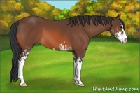 Horse Color:Bay Sabino 