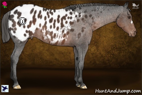 Horse Color:Liver Chestnut Appaloosa 