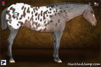 Horse Color:Liver Chestnut Appaloosa 