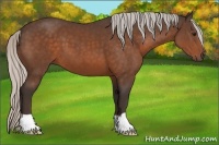 Horse Color:Silver Bay 