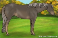 Horse Color:Chocolate Palomino 