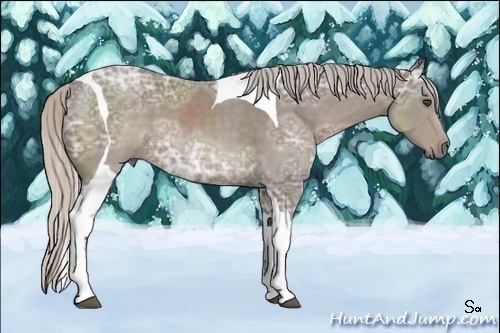 Horse Color:Silver Black Ice Sabino Tobiano 