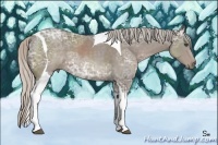 Horse Color:Silver Black Ice Sabino Tobiano 