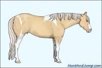 Horse Color:Silver Classic Champagne Dun Splash Tobiano 