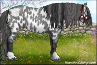 Horse Color:Blue Roan Appaloosa 