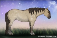 Horse Color:Liver Red Dun Sabino