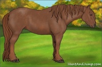 Horse Color:Chestnut  Brindle