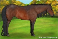 Horse Color:Bay  Brindle