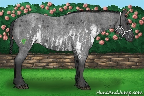 Horse Color:White Spotted Blue Roan Rabicano  Brindle