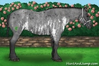 Horse Color:White Spotted Blue Roan Rabicano  Brindle