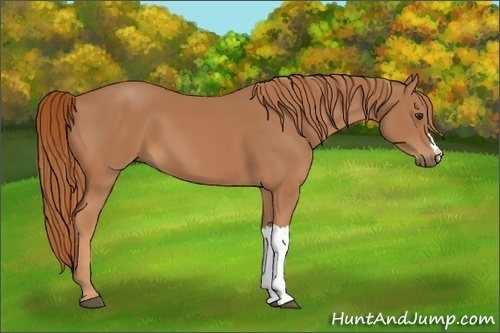 Horse Color:Chestnut Frame