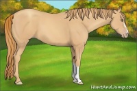 Horse Color:Gold Champagne 