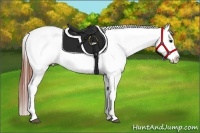 Horse Color:Bay Dun Appaloosa