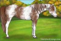 Horse Color:White Spotted Chestnut Sabino 