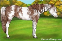 Horse Color:White Spotted Chestnut Sabino