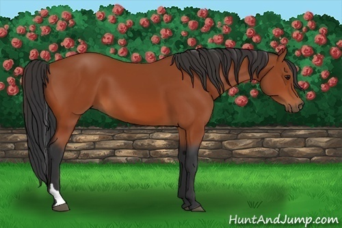 Horse Color:Bay Tobiano 