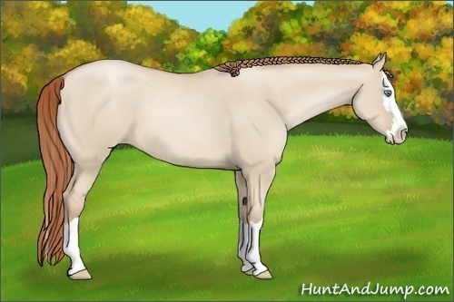 Horse Color:Smoky Grullo Pearl Sabino Splash