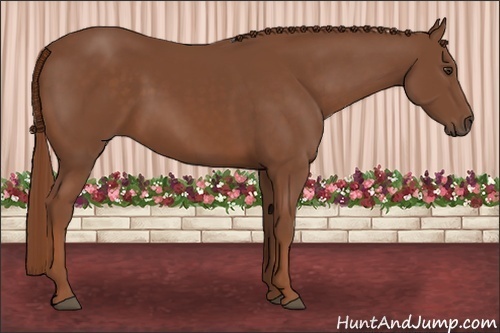 Horse Color:Chestnut 