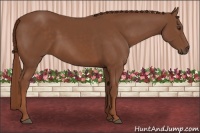 Horse Color:Chestnut 
