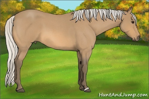 Horse Color:Silver Buckskin Roan 