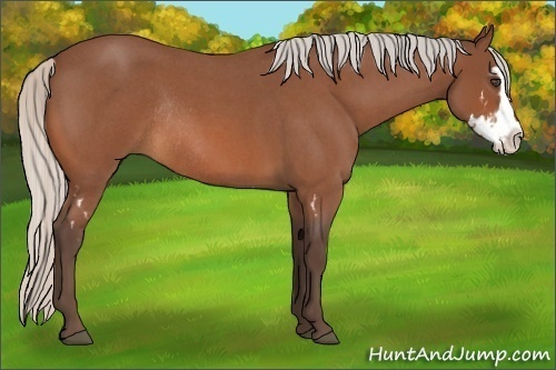 Horse Color:Silver Bay Roan Splash Frame Rabicano