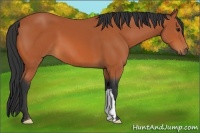 Horse Color:Bay 
