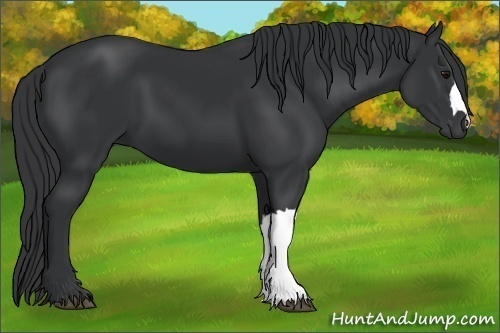 Horse Color:Black 