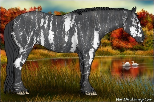 Horse Color:White Spotted Blue Roan Rabicano  Brindle