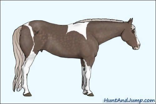 Horse Color:Silver Black Sabino Splash Tobiano 