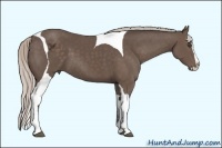 Horse Color:Silver Black Sabino Splash Tobiano