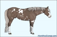 Horse Color:White Spotted Silver Black Sabino Splash