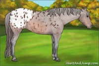Horse Color:Bay Appaloosa 