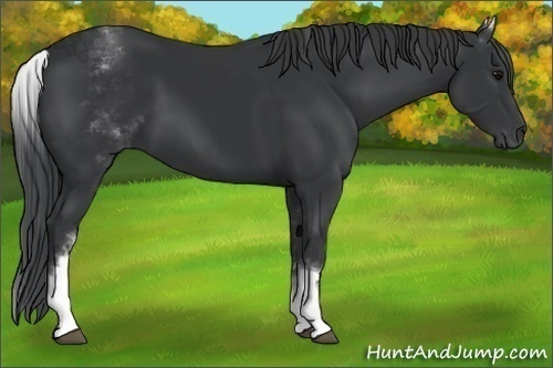 Horse Color:White Spotted Black 