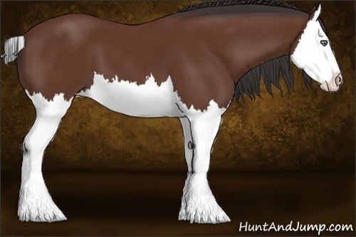 Horse Color:Bay Splash 