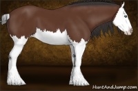 Horse Color:Bay Splash 