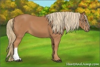 Horse Color:Chestnut Frame