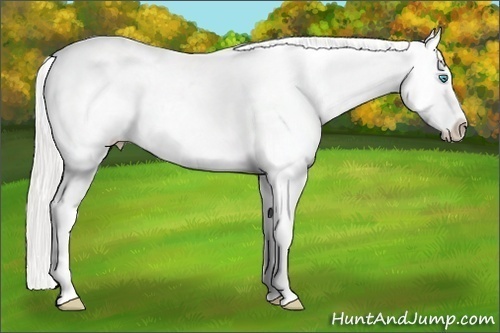 Horse Color:Cremello Varnish