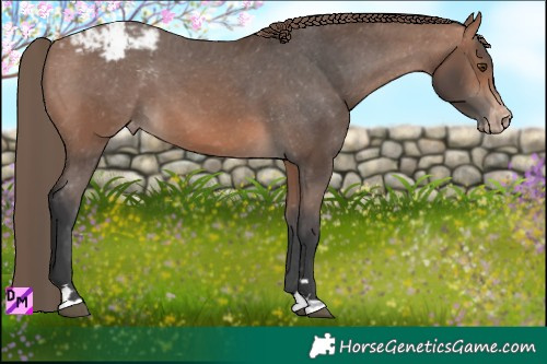 Horse Color:Brown Mushroom Appaloosa 